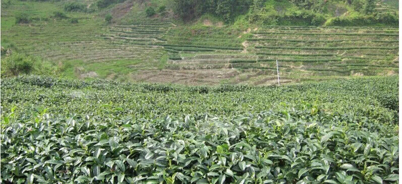 New Taiwan Green Tea Beauty Pressure High Mountains JinXuan Milk Oolong Tea 150g