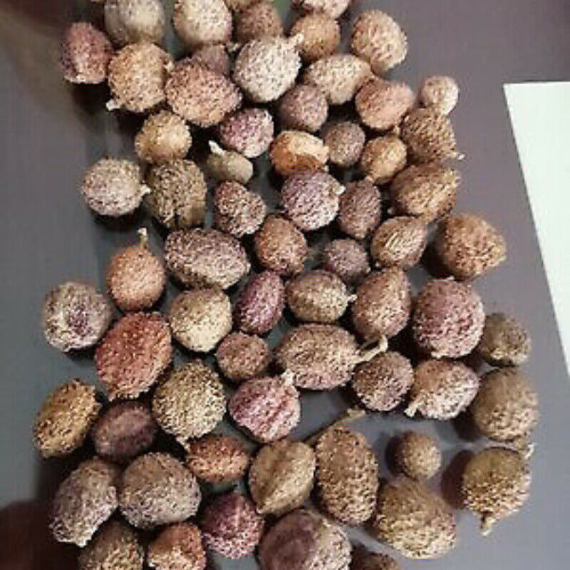 100g Chun Sha Ren Spring Sandnut Dried Fruit Healthy Herbal Tea 煲汤泡茶 泡酒养胃养生茶调理肠胃