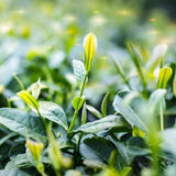 100g Yunnan Old Tea Tree Puer Tea Cakes Shen Pu'er Tea Cake Raw Pu-erh Green Tea