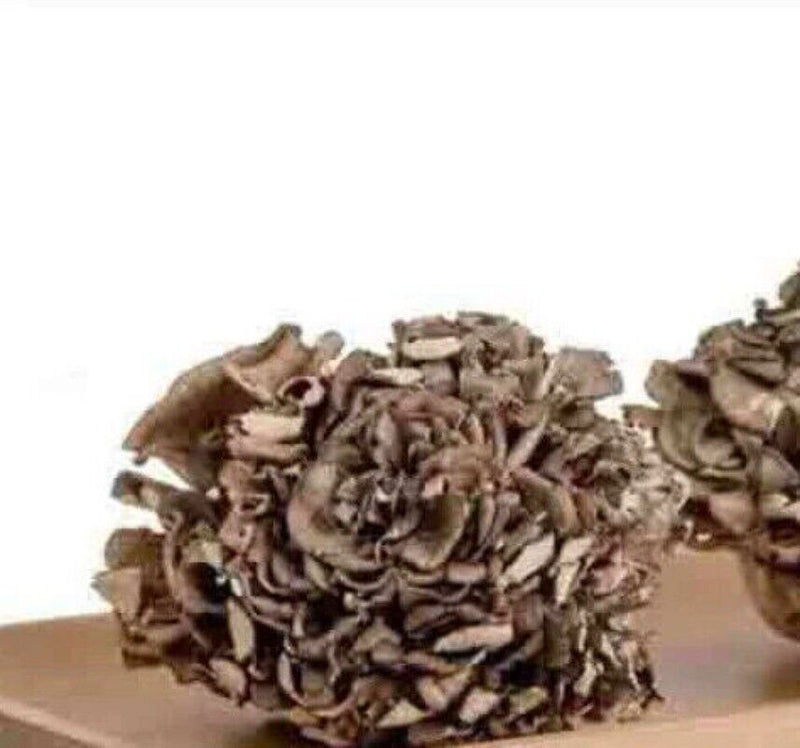 500g Natürliche getrocknete Maitake Nahrungsergänzungsmittel Grifola Frondosa