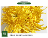 Base direct supply of bulk golden chrysanthemum large chrysanthemum tea 17.6oz