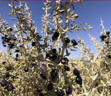 Black Wolfberry Ningxia Dried Black Wolfberry Black Goji Berry Wolfberry 500g