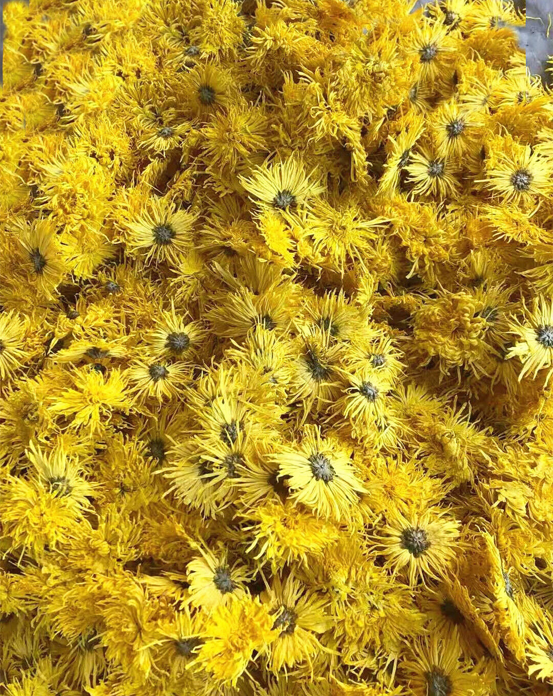 Base direct supply of bulk golden chrysanthemum large chrysanthemum tea 17.6oz