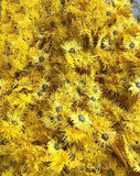 Base direct supply of bulk golden chrysanthemum large chrysanthemum tea 17.6oz