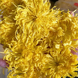 Base direct supply of bulk golden chrysanthemum large chrysanthemum tea 17.6oz