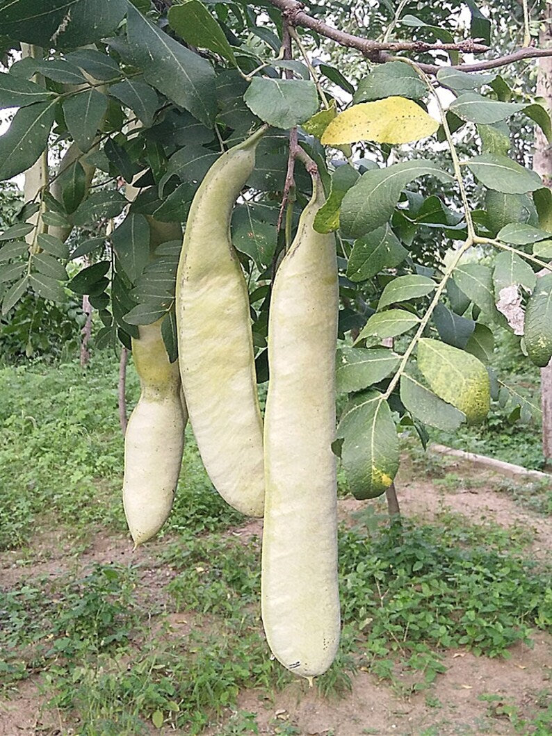 500g Dried Wild Gleditsia Sinensis, Zai Jiao Chinese Herb