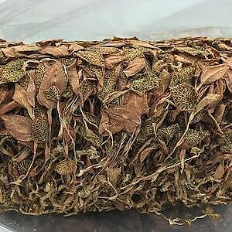 Heat clearing and Detoxify Anoectochilus formosanus, Jin Xian Lian, Tea 50g