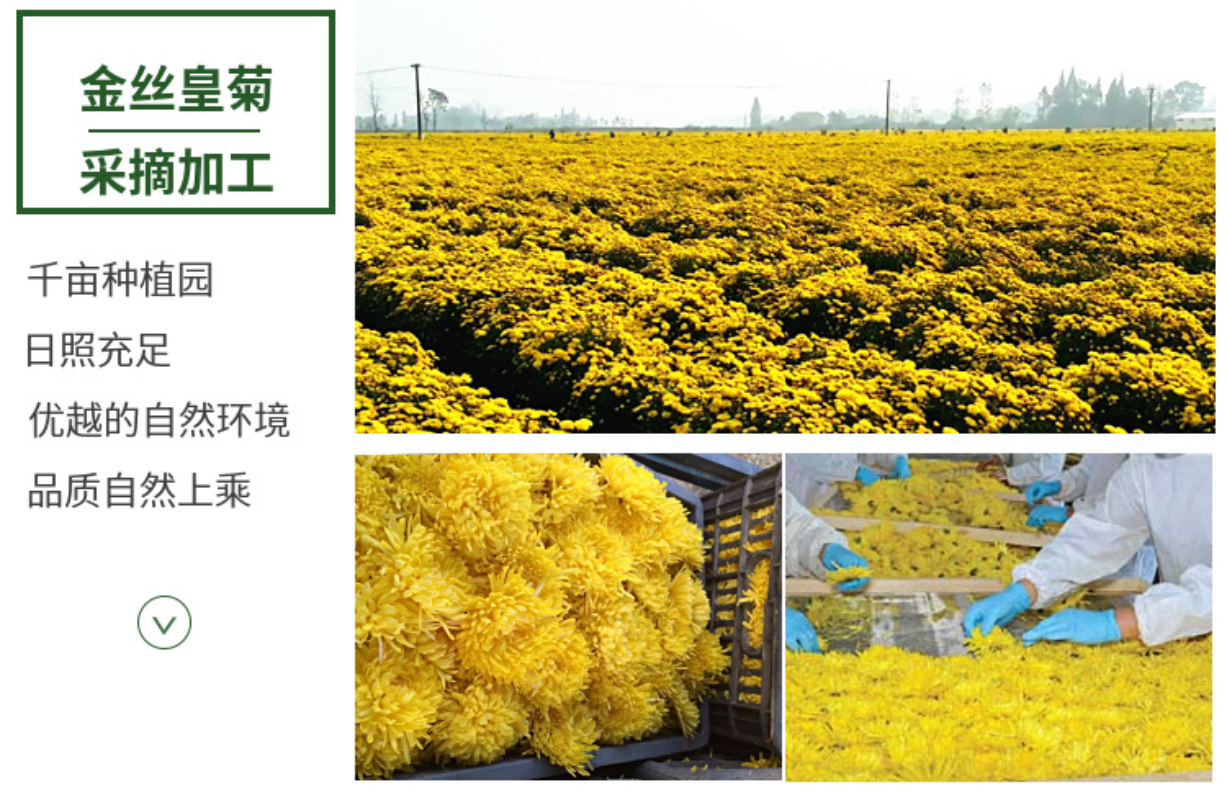 Base direct supply of bulk golden chrysanthemum large chrysanthemum tea 17.6oz