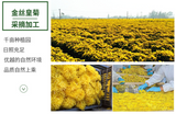 Base direct supply of bulk golden chrysanthemum large chrysanthemum tea 17.6oz