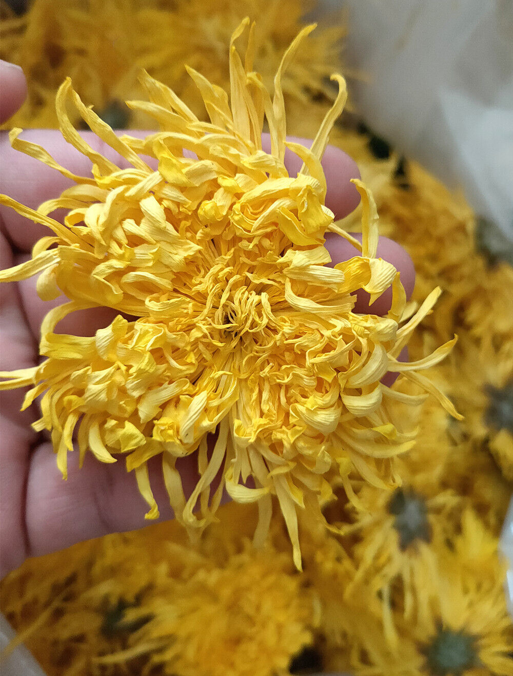 Base direct supply of bulk golden chrysanthemum large chrysanthemum tea 17.6oz