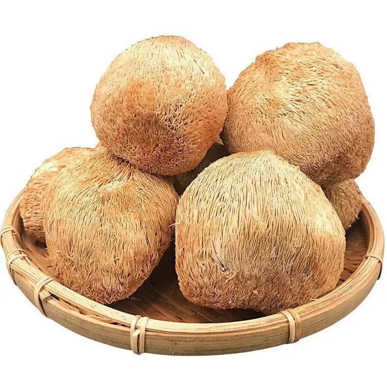 100% Organic Natural Lions Mane Mushroom 250g Hericium Erinaceus Hou Tou Gu 猴头菇