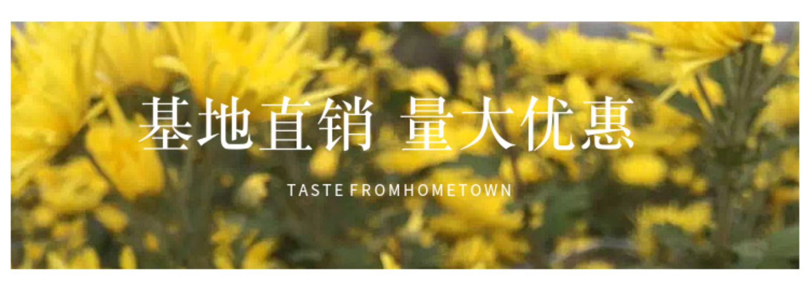 Base direct supply of bulk golden chrysanthemum large chrysanthemum tea 17.6oz