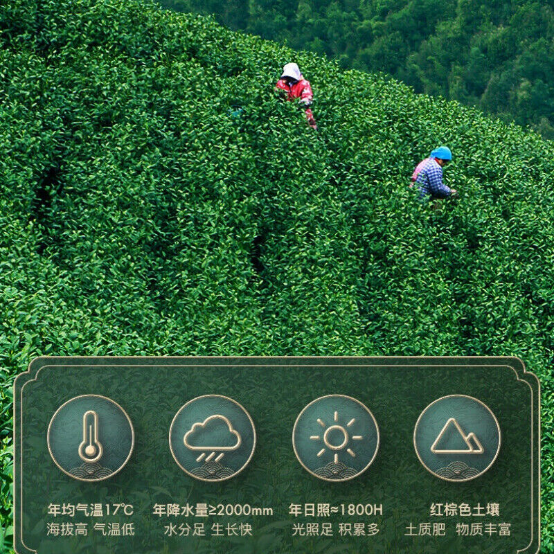 100g Anji Baicha White Tea Early Spring Green Tea One Bud One Leaf Chinese Tea