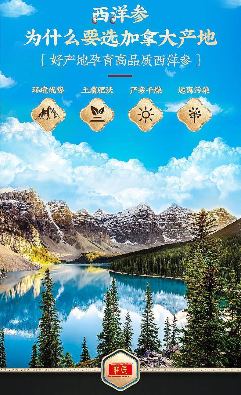 American Ginseng with Foot Protoginseng Can Be Soaked in Wine To Make Tea