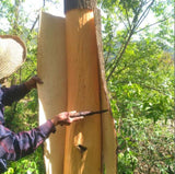 500g Organic Top Quality Dried Eucommia Bark | Du Zhong | Eucommia Ulmoides | 杜仲