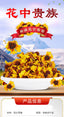 Snow Chrysanthemum 20g Chrysanthemum Hangzhou White Chrysanthemum Herbal Tea