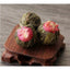 CIFbuy 100% Handmade Globe Amaranth Flower Blooming Tea 20pcs
