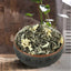 50g Spring High Quality Floral Jasmine Flower Tea Fresh Tea Fragance Herbal Tea