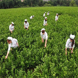 100g Specials Organic Loose White Tea Pu Er Buds Wild Pu'er Tea China Puerh cha