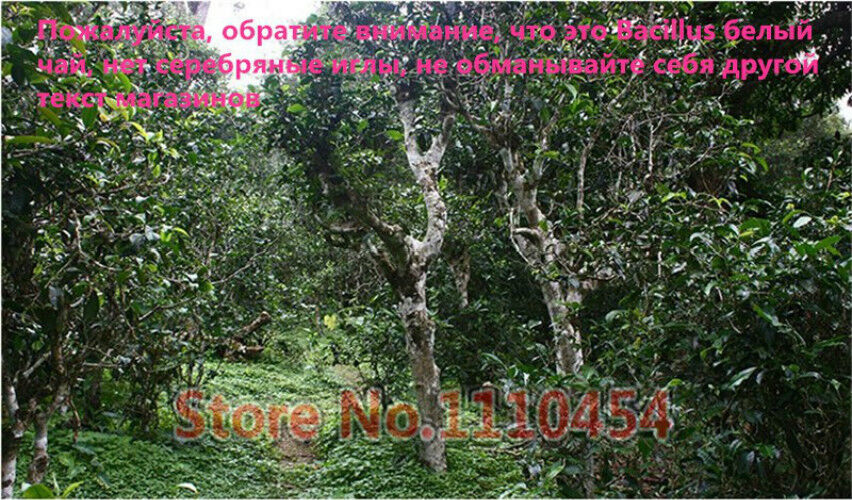 100g Specials Organic Loose White Tea Pu Er Buds Wild Pu'er Tea China Puerh cha