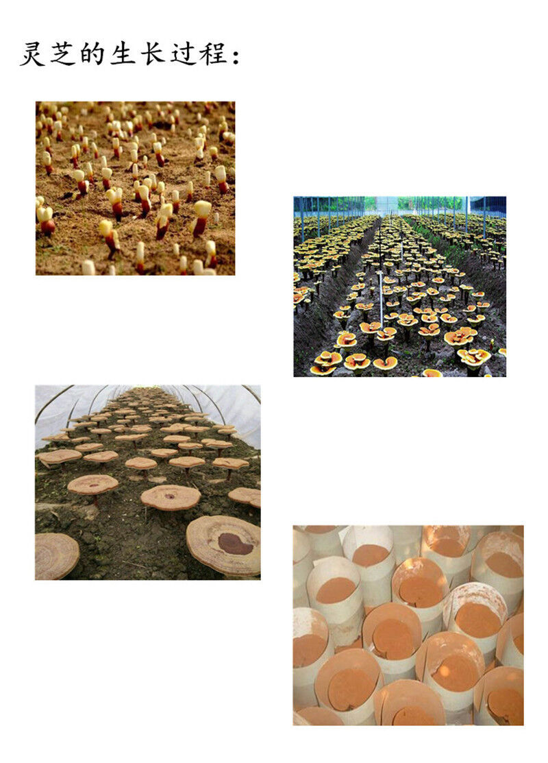 500g Wild Reishi Spore Powder Ganoderma Lucidum Lingzhi Tea Mushroom Herbal Tea