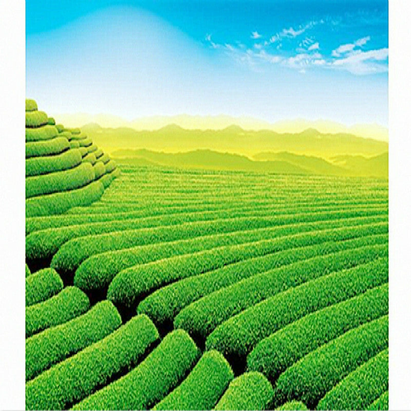 Pure Herbal Tea Natural Stevia Leaf Rebaudiana Stevia Tea Loose Leaves Tea 500g