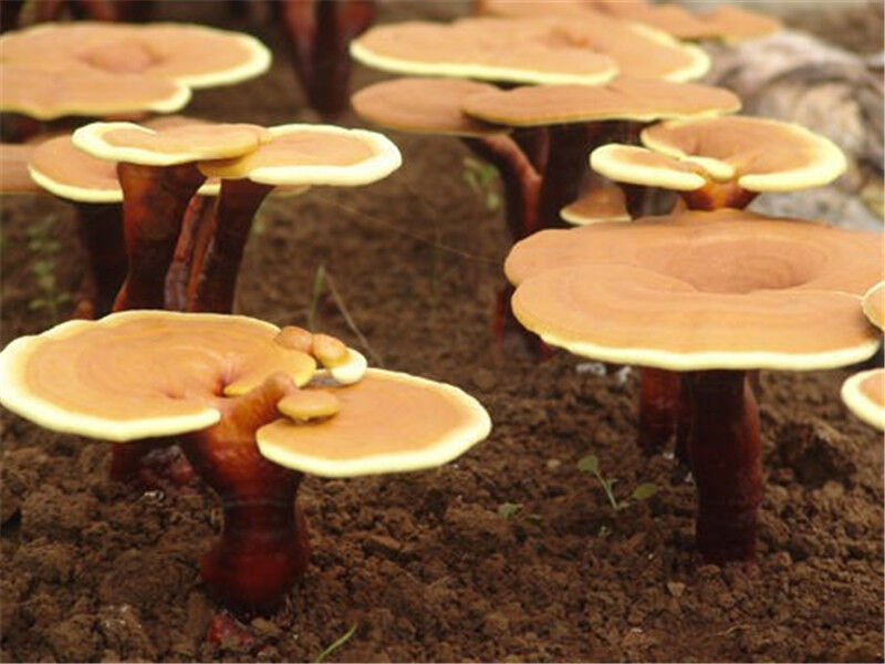 500g Wild Reishi Spore Powder Ganoderma Lucidum Lingzhi Tea Mushroom Herbal Tea