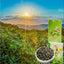 CIFbuy HelloYoung Jin Xuan Milk Oolong Tea Taiwan Alishan High Mountain Milk-scented Wulong Tea Gaoshan Cha Strong aroma resistant to brewing