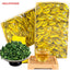CIFbuy Chinese Oolong tea 250g TiKuanYin Green Tea Anxi Tie Guan Yin Fresh China Tieguanyin tea中国乌龙茶 250克 铁观音绿茶 安溪铁观音 新鲜中国铁观音茶