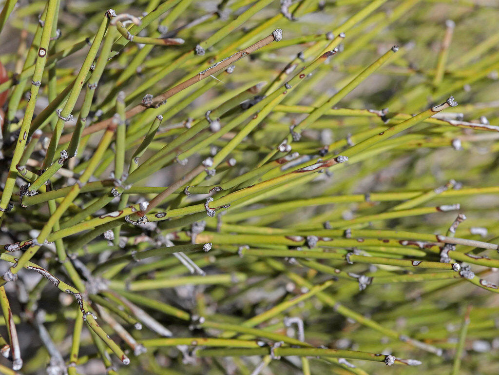 Chinese Herbal Ma Huang  Chhepat, Khanta, Ephedra,Somlata Gerardiana powder 250g