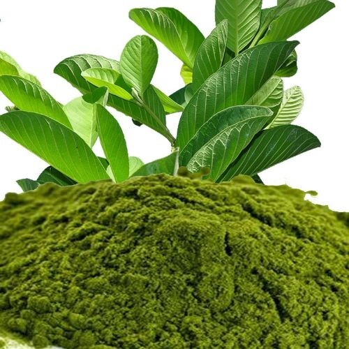 100% Herbal Tea | Loss Weight Organic Dried Guava Leaves Powder