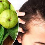 100% Herbal Tea | Loss Weight Organic Dried Guava Leaves Powder