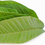 100% Herbal Tea | Loss Weight Organic Dried Guava Leaves Powder