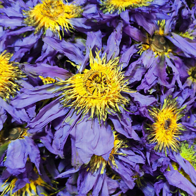 100g Nymphaea Caerulea Savigny Dried Loose Blue Lotus Flower Herbal Tea