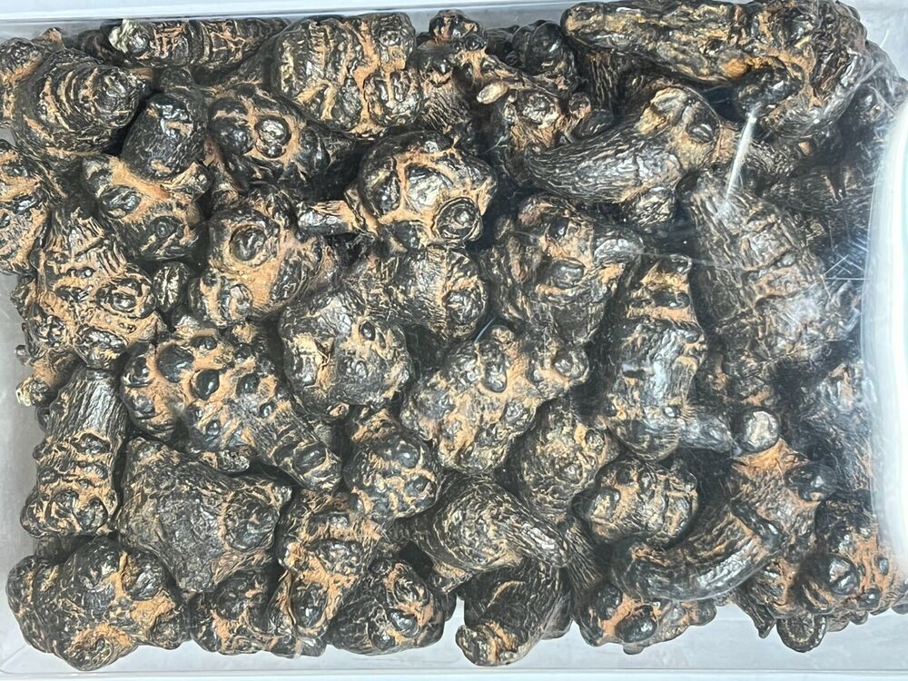 500g Black Radix Pseudoginseng good quality and price 黑田七頭