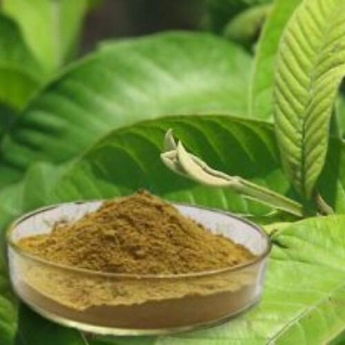 100% Herbal Tea | Loss Weight Organic Dried Guava Leaves Powder