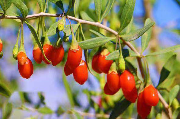 BAIES DE GOJI EXTRA LARGES DE QUALITÉ SUPRÊME BAIES DE GOJI 1 LB DE QINGHAI