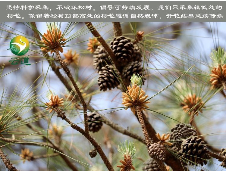 China Yunnan Yundao Pine Pollen Tablet 99% Cracked Cell Wall Herbal 100g/bottle