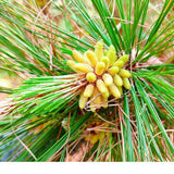 China Yunnan Yundao Pine Pollen Tablet 99% Cracked Cell Wall Herbal 100g/bottle