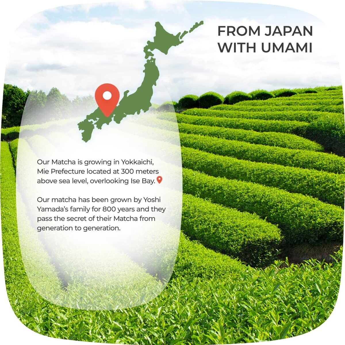 100% Pure Japanese Culinary Matcha Green Tea Powder Organic nonGMO Vegan, 80 g