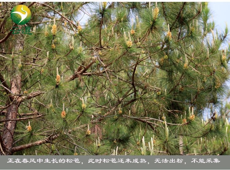 China Yunnan Yundao Pine Pollen Tablet 99% Cracked Cell Wall Herbal 100g/bottle