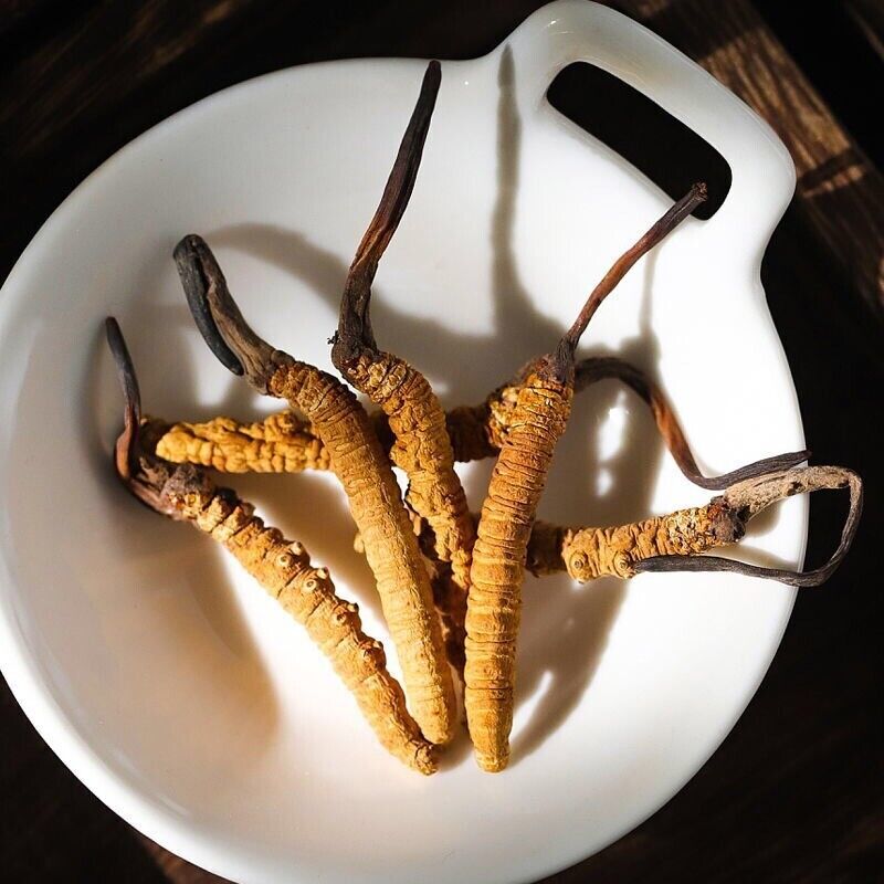 10 Pieces  Chinese Caterpillar Fungus Cordyceps Sinensis Wild Tibetan Aweto