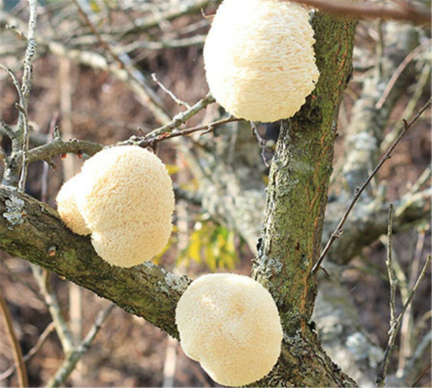 100% Bio Getrocknete Löwenmähne Pilz 500g – Natürliche Kräuter, Hochwertig