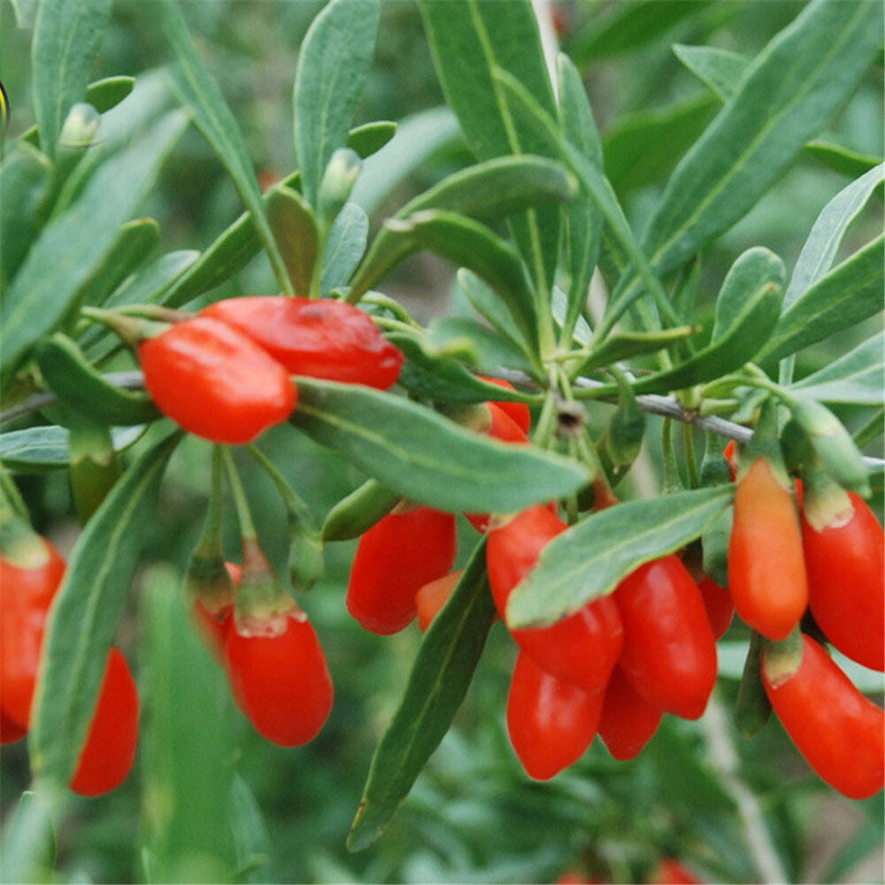 Natural jam Ning xia zhong ning goji berries 100 g Chinese wolfberry fruit tea