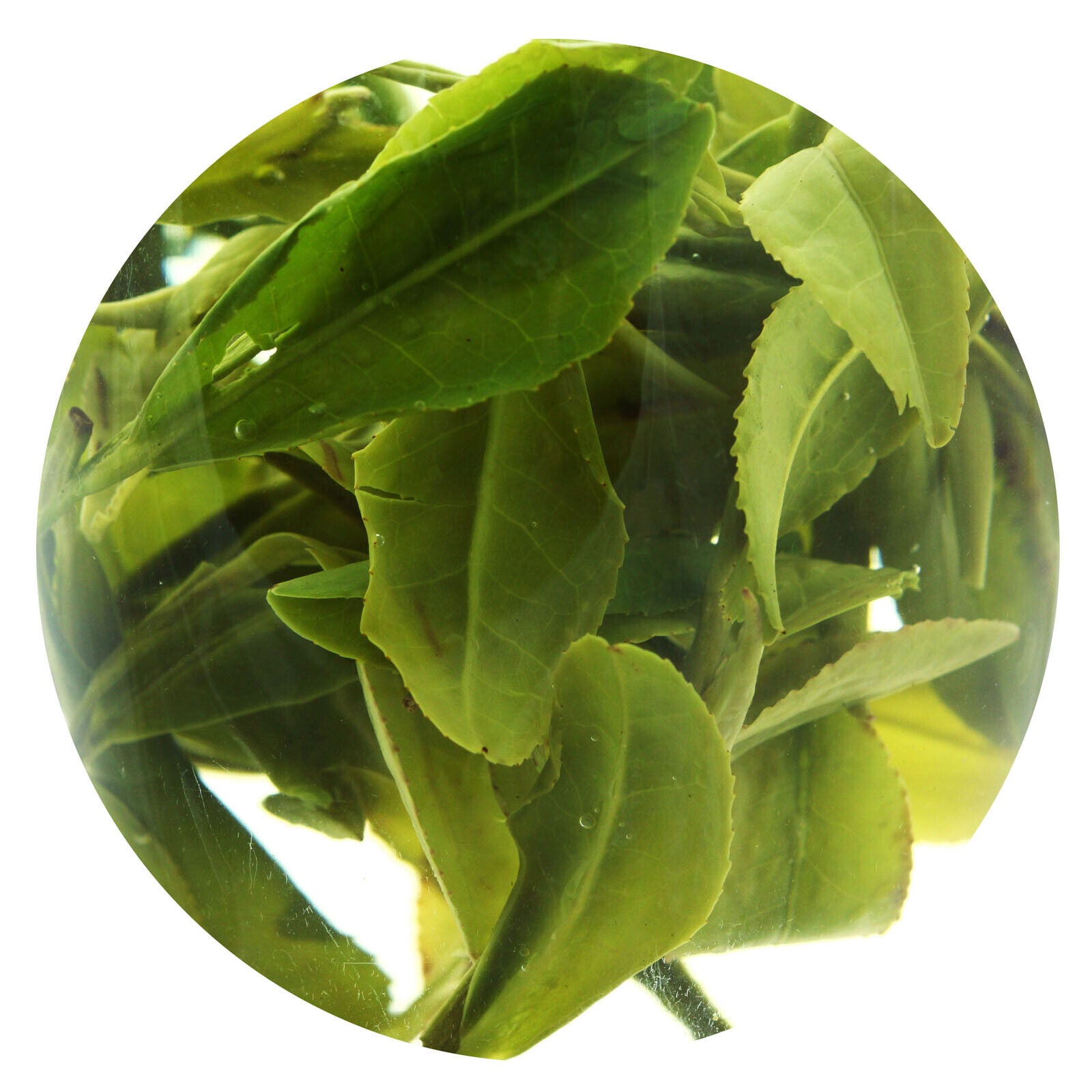 HELLOYOUNG 100g Spring Anji Bai Cha Long Jing White Dragon Well Chinese GREENTEA