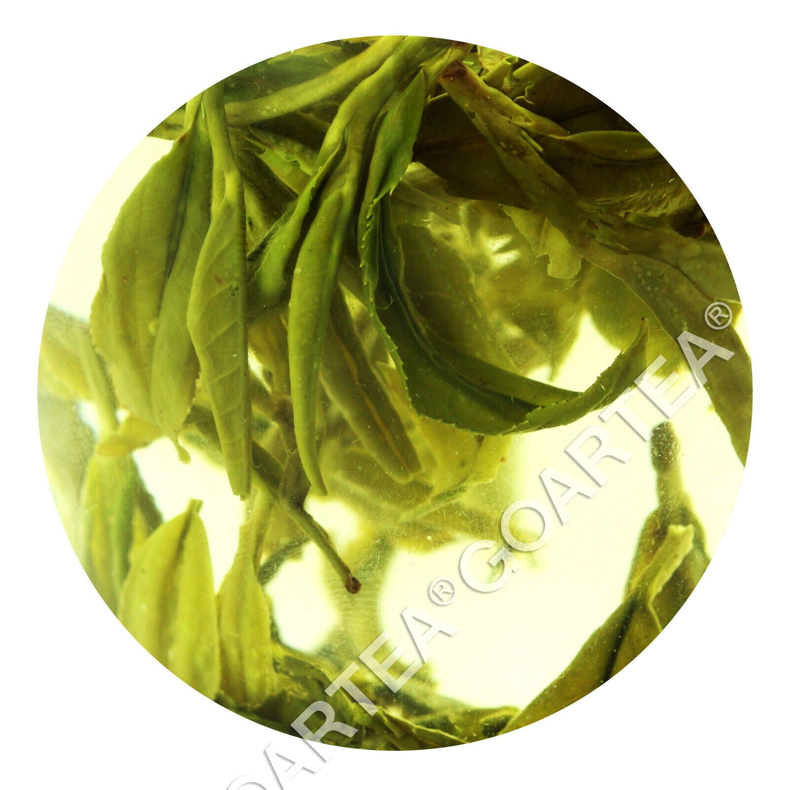 HELLOYOUNG Top Grade Xihu Longjing Dragon Well Chinese Green Tea Spring Leaf