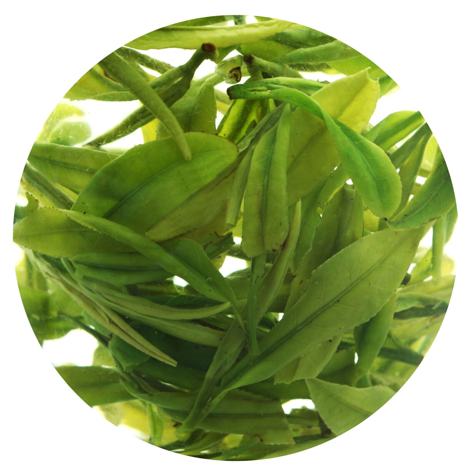 HELLOYOUNG Supreme Spring Anji Bai Cha Long Jing White Dragon Well GREEN TEA