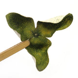 Chinese Green XinHui "Chen Pi" Dried Tangerine Peel Orange Peel Tea 50g