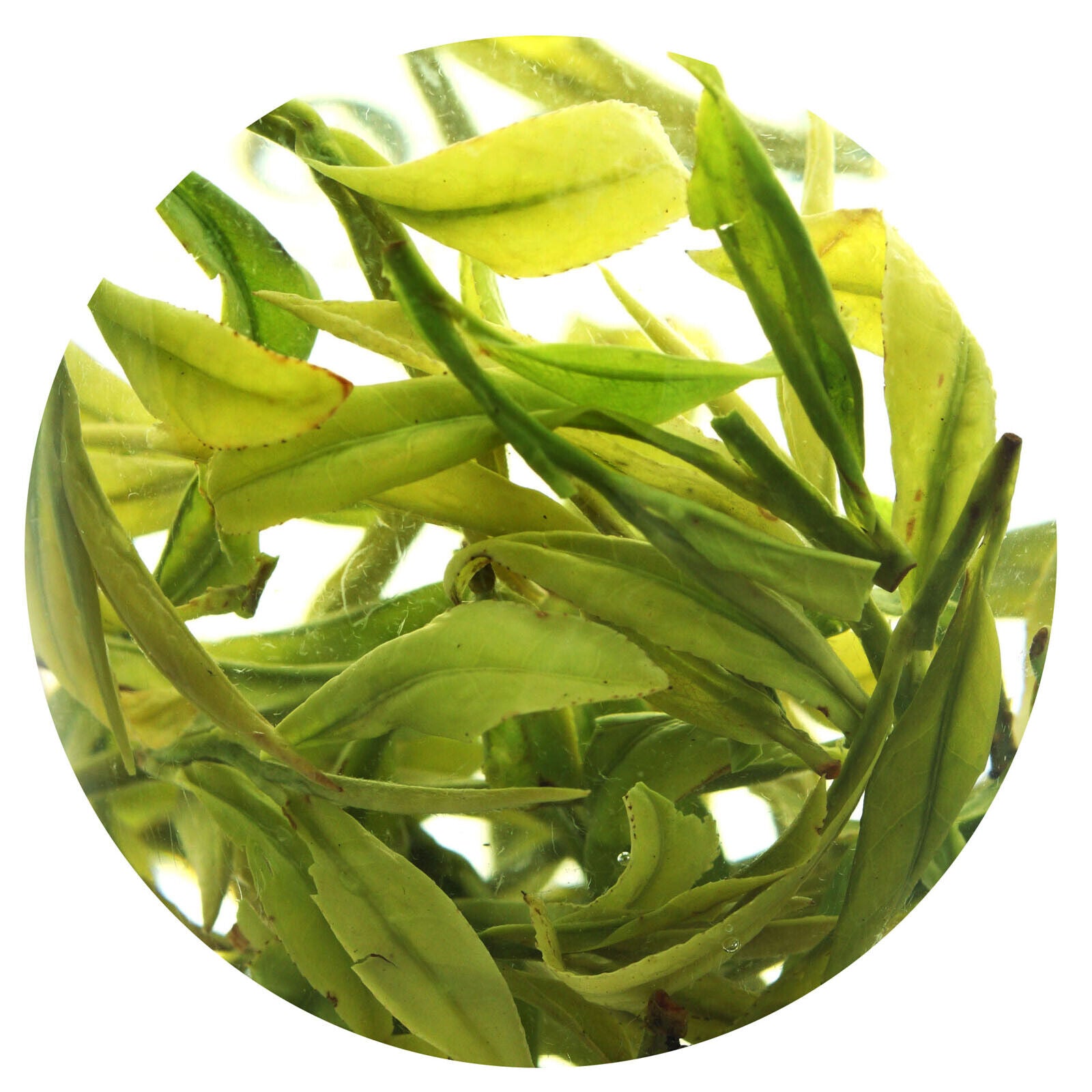 HELLOYOUNG Premium Spring Anji Bai Cha Long Jing White Dragon Well GREEN TEA