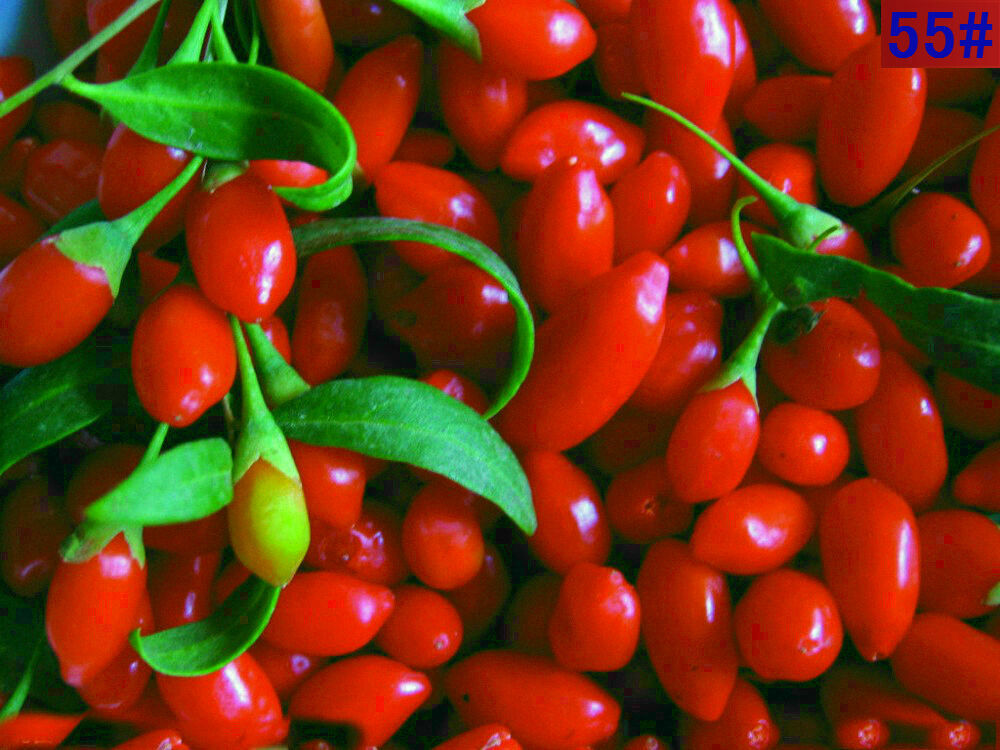 BAIES DE GOJI BIOLOGIQUES CERTIFIÉES USDA AAA++, 1 LB DE GOLFBERRY QINGHAI
